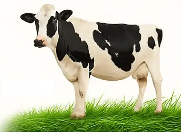 A1 Milk